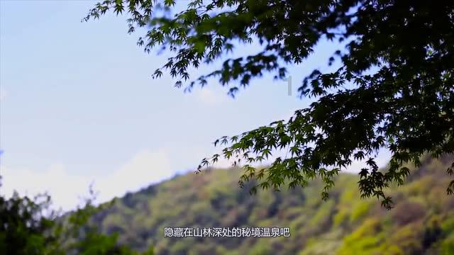 让动物飞一会